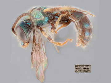 [Pereirapis semiauratus male (lateral/side view) thumbnail]